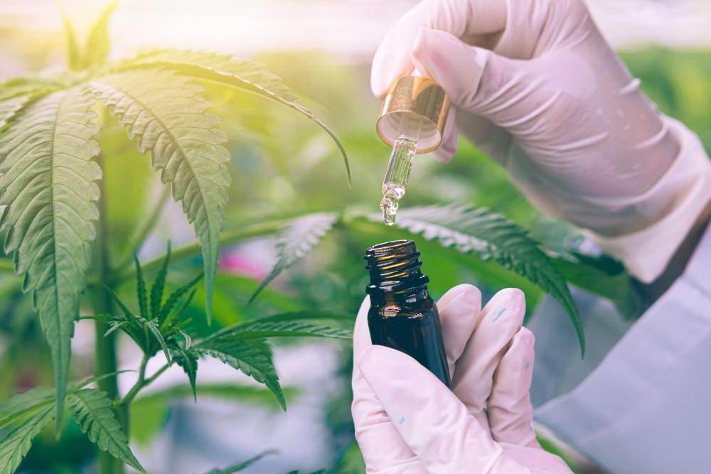 dispensario de cannabis